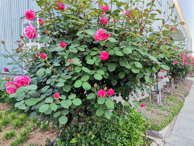 河南路友机械院内鲜花开放